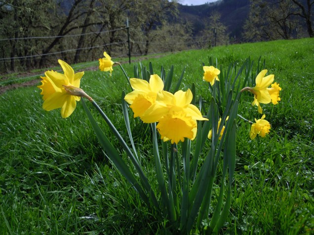 daffodils closeup