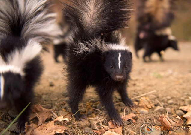 Web-Skunks