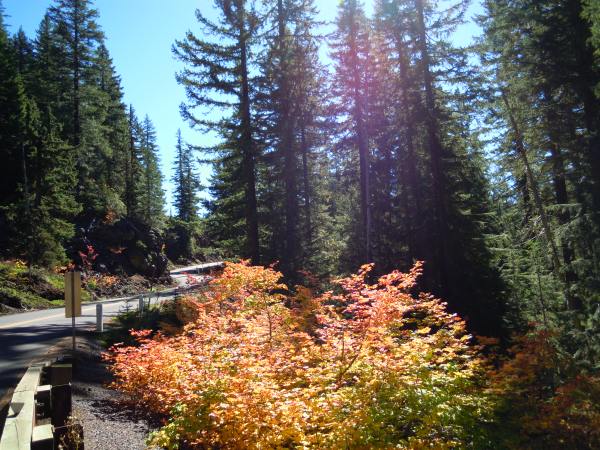 689.vine maple mckenzie pass