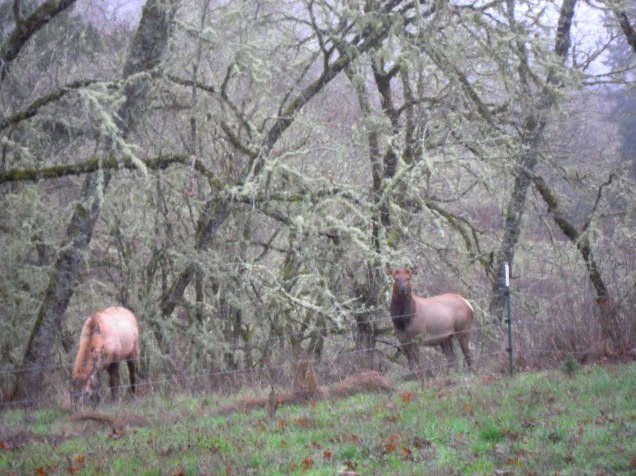 828.elk visit