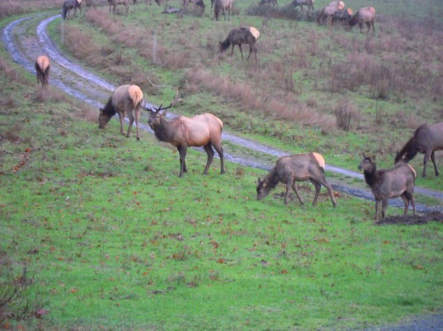881.elk.looks.up