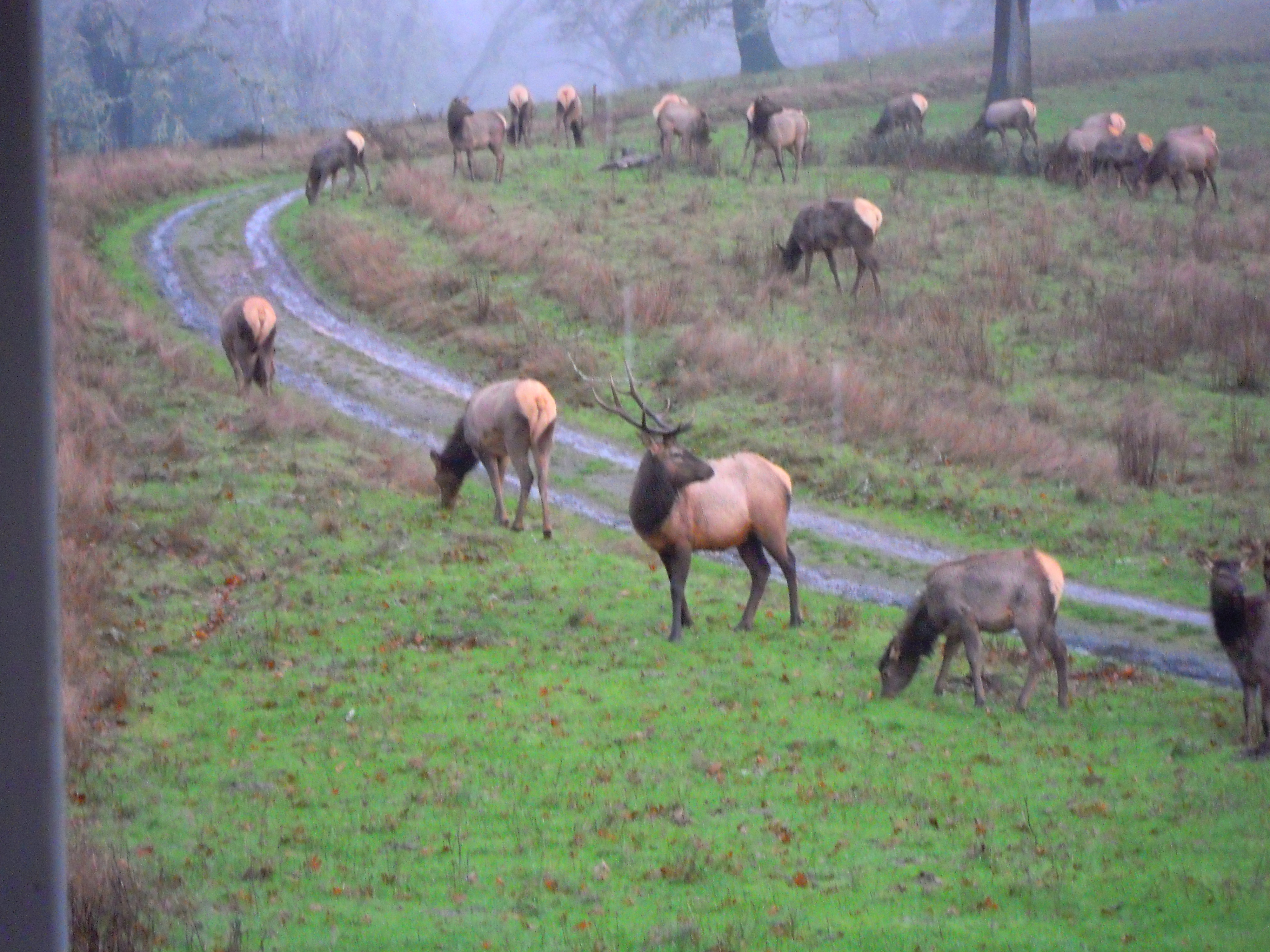 882.elk.looks.back