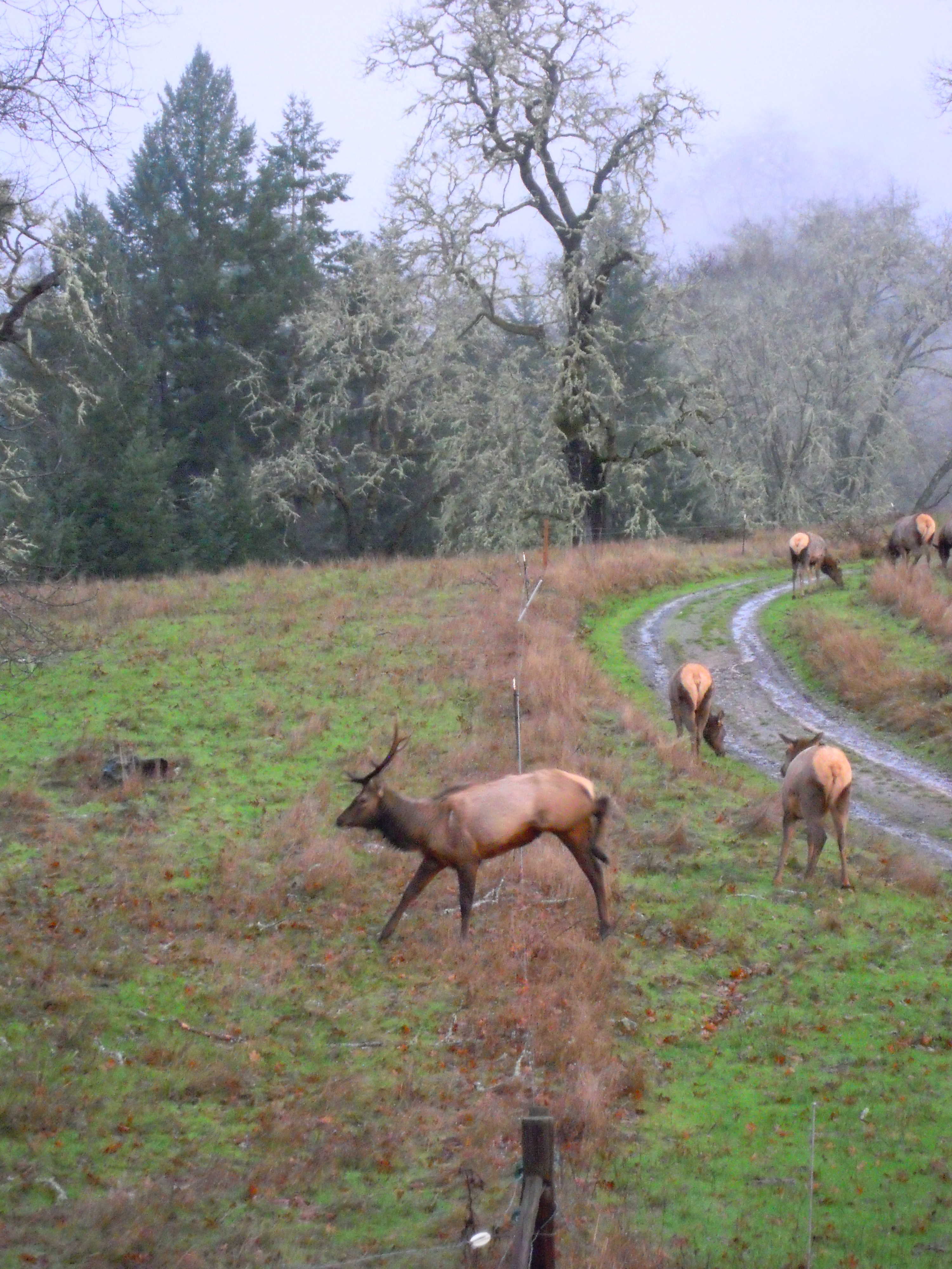 888.elk.over.fence