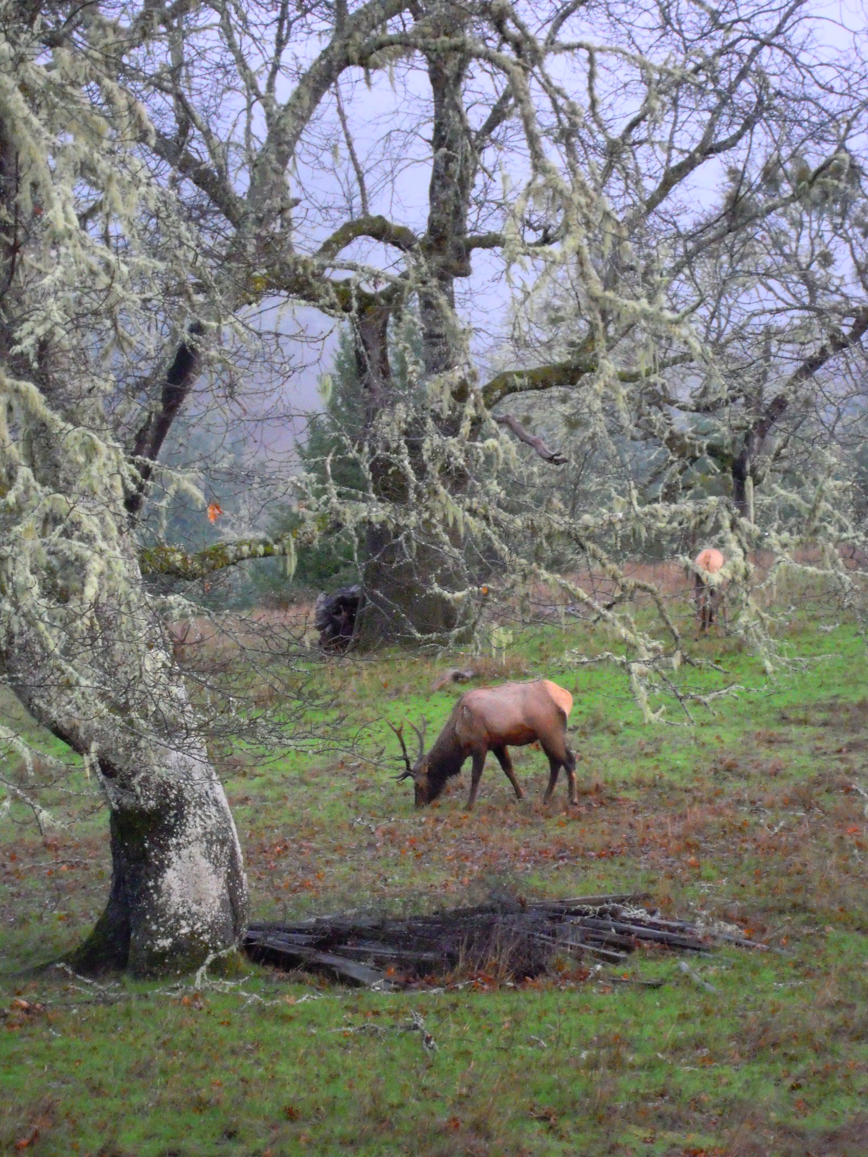 890.elk.under.tree