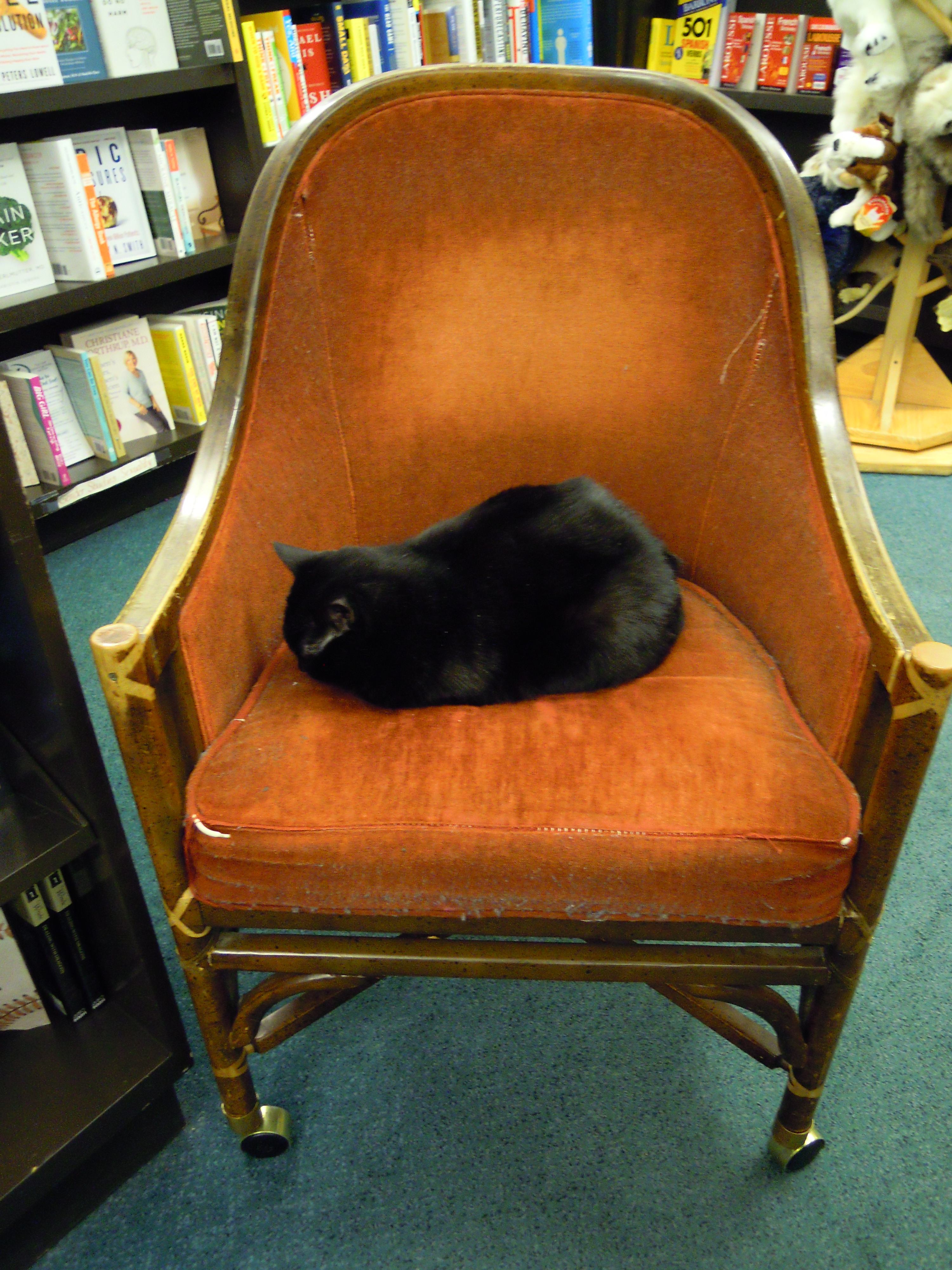 Annie's.Molly sleeping