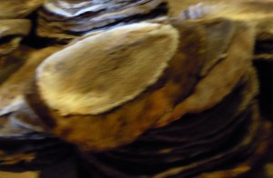 Beaver pelts