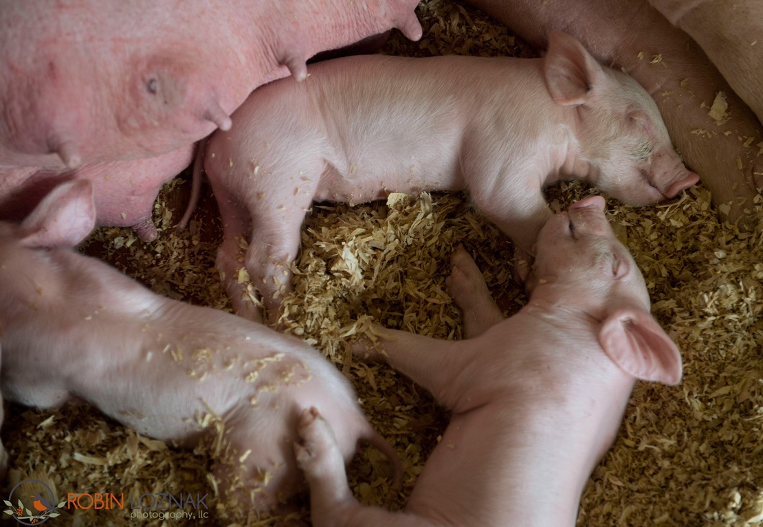 web-County-Fair-naptime - 2013