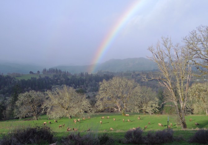 1321-elk-rainbow-2